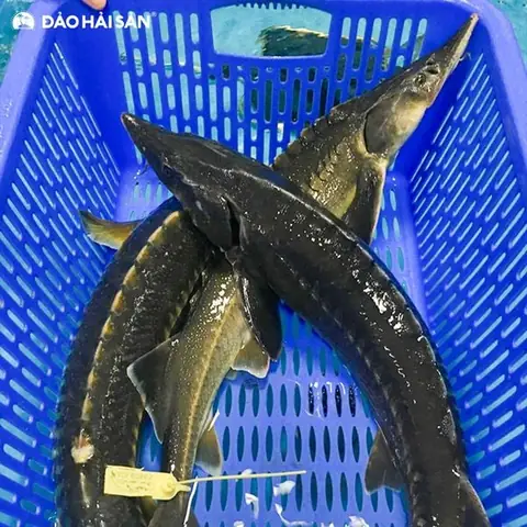 Cách Nấu Lẩu Cá Tầm Sapa Chuẩn Vị Tại Gia Đơn Giản