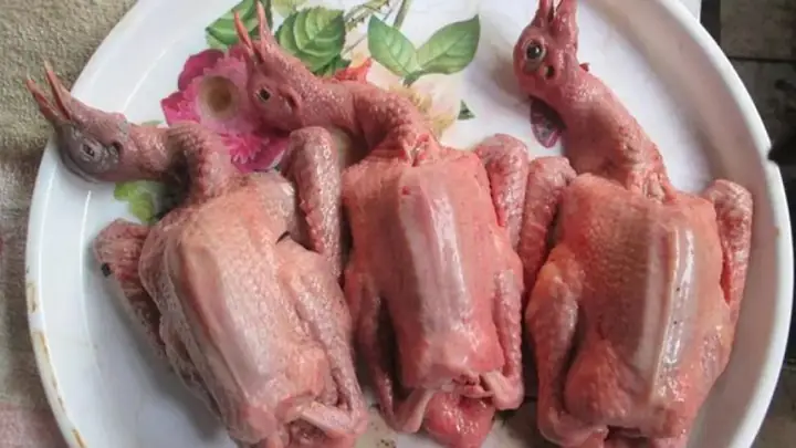 cách nấu lẩu chim bồ câu