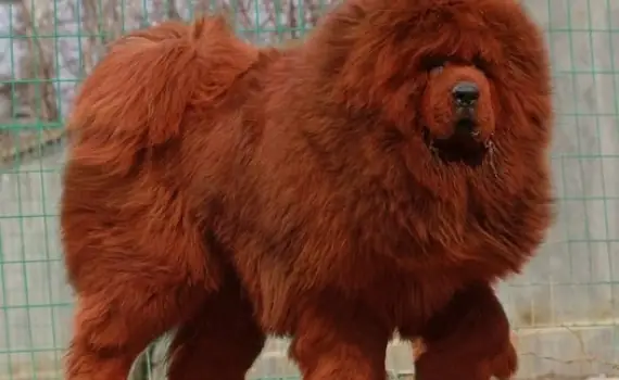 Cách Nấu Lẩu Chó Tứ Xuyên Chuẩn Vị Thơm Ngon Tại Nhà