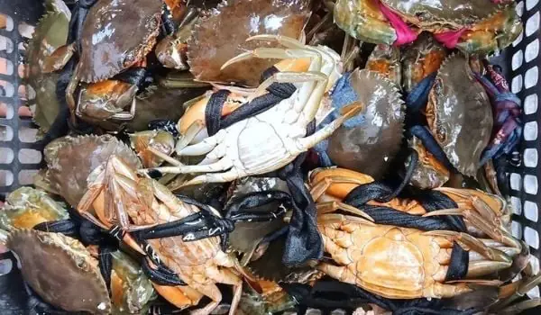 cách nấu lẩu cua cà mau cách nấu lẩu cua cà mau