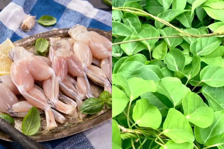 cách nấu lẩu ếch lá giang cách nấu lẩu ếch lá giang