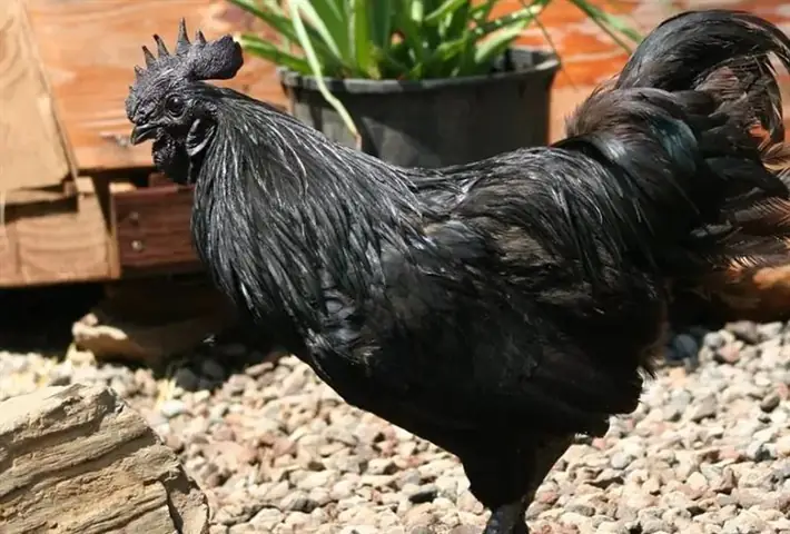 Cách Nấu Lẩu Gà H'Mông Thơm Ngon, Chuẩn Vị Gia Đình Cách Nấu Lẩu Gà H'Mông Thơm Ngon, Chuẩn Vị Gia Đình