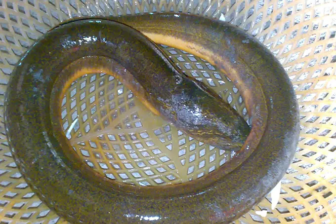 cách nấu lẩu lươn miền bắc