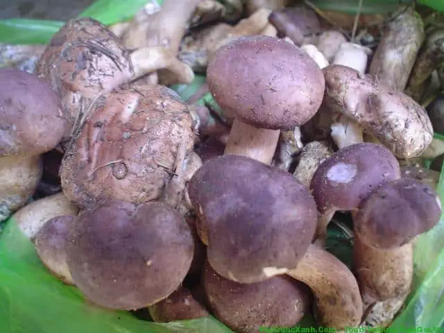 Cách Nấu Lẩu Nấm Tràm Thơm Ngon Chuẩn Vị Miền Tây