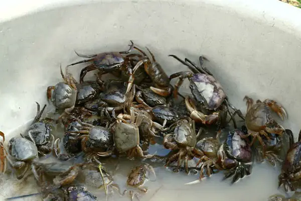 cách nấu lẩu riêu cua