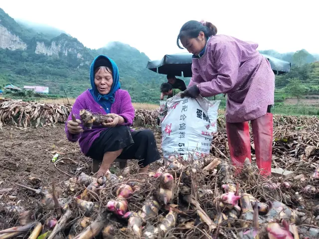 Hướng Dẫn Cách Nấu Miến Cao Bằng Chuẩn Vị Thơm Ngon Tại Nhà Hướng Dẫn Cách Nấu Miến Cao Bằng Chuẩn Vị Thơm Ngon Tại Nhà