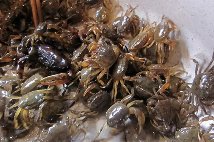 Cách Nấu Miến Cua Đồng Ngon: Hướng Dẫn Chi Tiết Từ A Đến Z