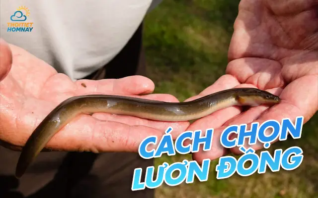 Lưu ý trong cách nấu miến lươn Nghệ An