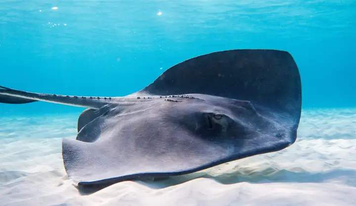 Hướng Dẫn Chi Tiết Cách Nấu Món Lẩu Cá Đuối Ngon Tại Nhà