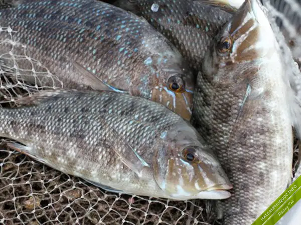 Hướng Dẫn Chi Tiết Cách Nấu Món Cá Gáy Ngon Tại Nhà