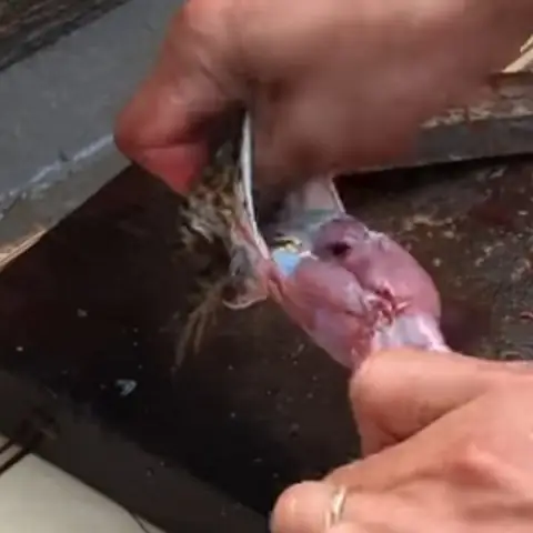 Cách Nấu Món Ếch Xào Mướp Ngon Chuẩn Vị Tại Nhà Cách Nấu Món Ếch Xào Mướp Ngon Chuẩn Vị Tại Nhà