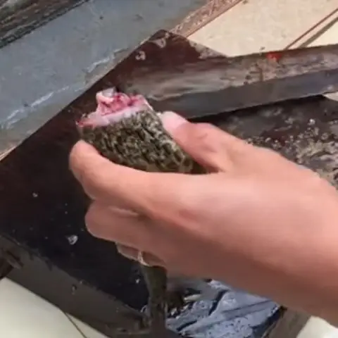 Cách Nấu Món Ếch Xào Mướp Ngon Chuẩn Vị Tại Nhà Cách Nấu Món Ếch Xào Mướp Ngon Chuẩn Vị Tại Nhà