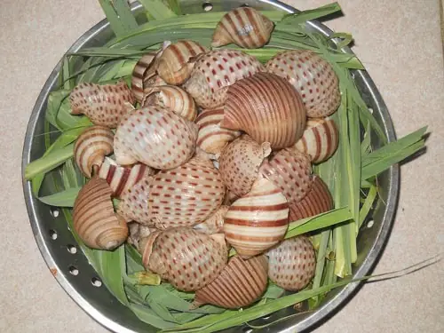 Ốc giấy là gì?