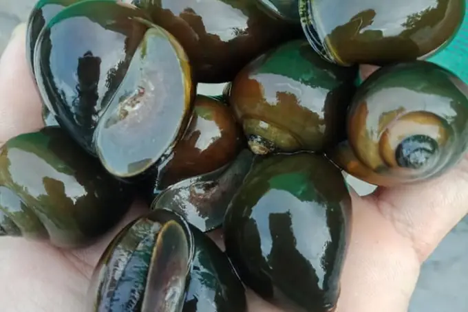 Cách Nấu Món Ốc Nhồi Thơm Ngon Chuẩn Vị Tại Nhà