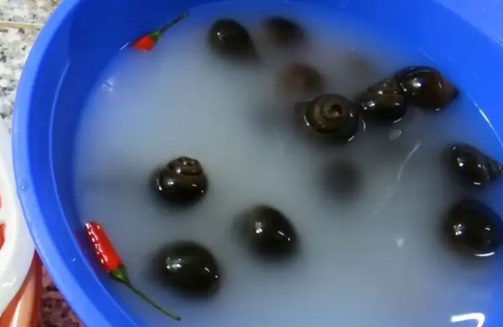 Cách Nấu Ốc Nhồi Om Mẻ Tại Nhà Thơm Ngon, Chuẩn Vị