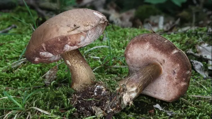 Hướng dẫn chi tiết cách nấu nấm tràm Phú Quốc tại nhà Hướng dẫn chi tiết cách nấu nấm tràm Phú Quốc tại nhà