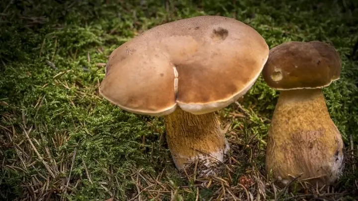 Hướng dẫn chi tiết cách nấu nấm tràm Phú Quốc tại nhà Hướng dẫn chi tiết cách nấu nấm tràm Phú Quốc tại nhà