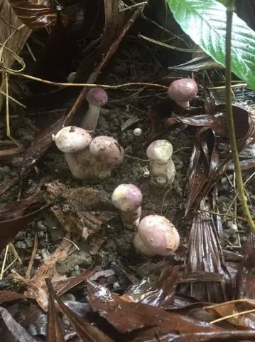 Cách nấu nấm tràm xào rau muống ngon miệng, chuẩn vị