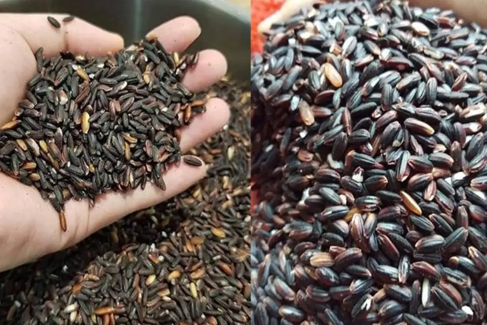 cách nấu nếp cẩm mềm dẻo