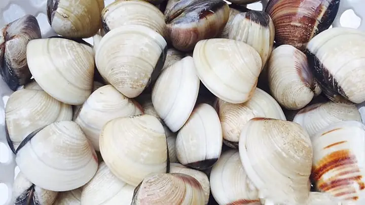 cách nấu ngao hấp thái