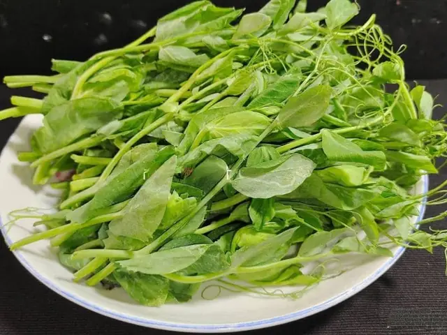 Cách Nấu Ngọn Rau Đậu Hà Lan Ngon Giòn, Chuẩn Vị Tại Nhà Cách Nấu Ngọn Rau Đậu Hà Lan Ngon Giòn, Chuẩn Vị Tại Nhà