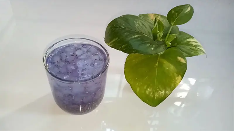 cách nấu nha đam hạt chia cách nấu nha đam hạt chia