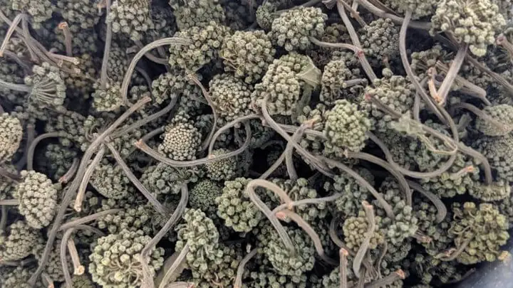 Cách Nấu Nụ Hoa Tam Thất: Công Thức & Lưu Ý Quan Trọng