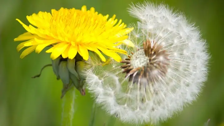 Cách Nấu Nước Bồ Công Anh Chuẩn Vị, Tốt Cho Sức Khỏe Cách Nấu Nước Bồ Công Anh Chuẩn Vị, Tốt Cho Sức Khỏe