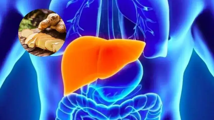 Tác dụng của gừng đối với gan