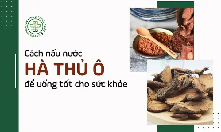 Cách nấu nước hà thủ ô để uống tốt cho sức khỏe 1 Cách nấu nước hà thủ ô để uống tốt cho sức khỏe 1