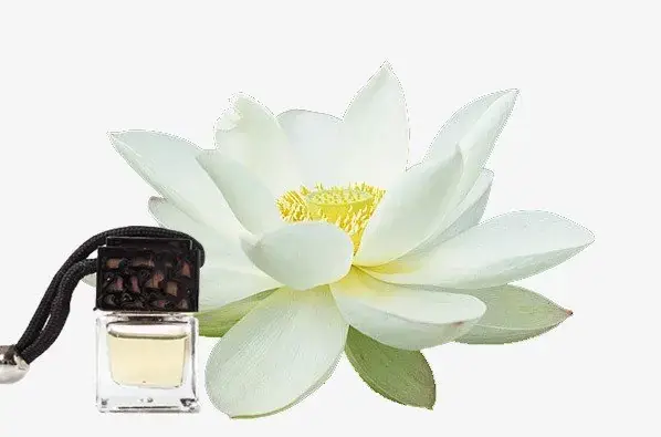 Cách Nấu Nước Hoa Sen Thanh Mát, Giải Nhiệt Hiệu Quả