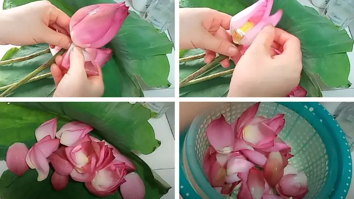 Cách Nấu Nước Hoa Sen Thanh Mát, Giải Nhiệt Hiệu Quả