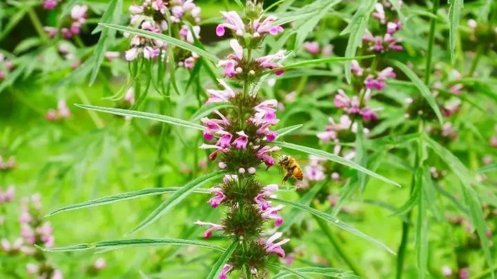 Cách Nấu Nước Ích Mẫu Tại Nhà Đơn Giản, Hiệu Quả