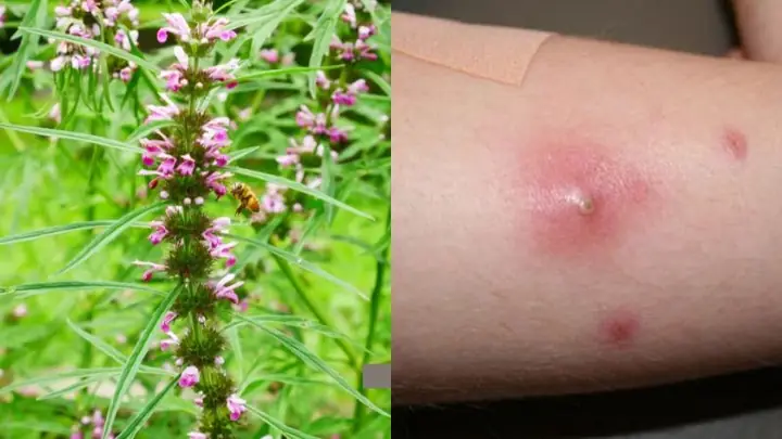Cách Nấu Nước Ích Mẫu Tại Nhà Đơn Giản, Hiệu Quả