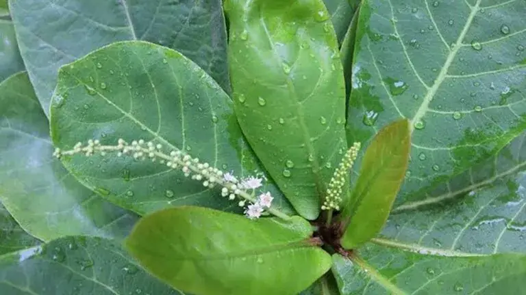 cách nấu nước la bàng bác hùng y cách nấu nước la bàng bác hùng y