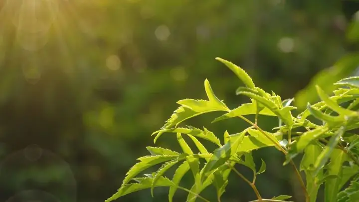 Cách Nấu Nước Lá Đinh Lăng Tươi Đơn Giản, Chuẩn Vị Tại Nhà Cách Nấu Nước Lá Đinh Lăng Tươi Đơn Giản, Chuẩn Vị Tại Nhà