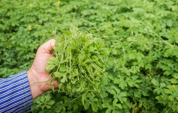 Cách Nấu Nước Lá Khổ Qua Tắm Bé: An Toàn & Hiệu Quả Cho Da