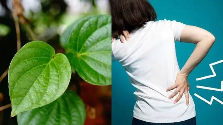 Cách Nấu Nước Lá Lốt Uống Đúng Chuẩn: Tác Dụng & Lưu Ý