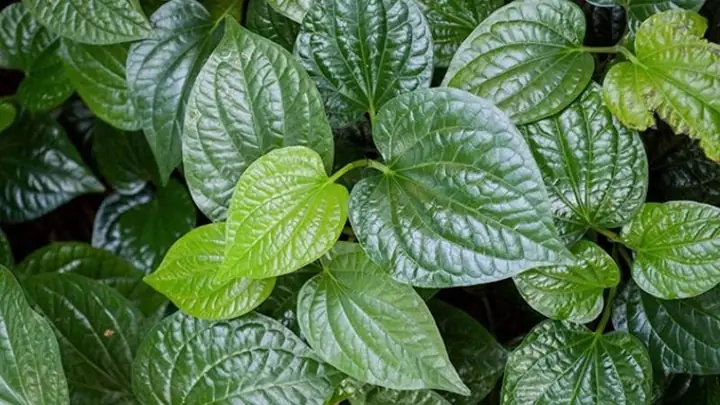 Cách Nấu Nước Lá Lốt Uống Đúng Chuẩn: Tác Dụng & Lưu Ý