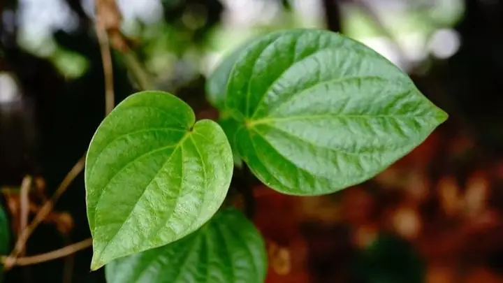 Cách Nấu Nước Lá Lốt Uống Đúng Chuẩn: Tác Dụng & Lưu Ý