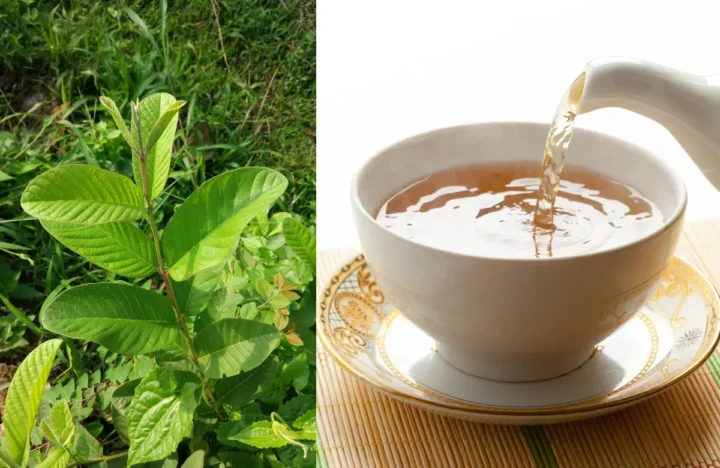 cách nấu nước la ổi