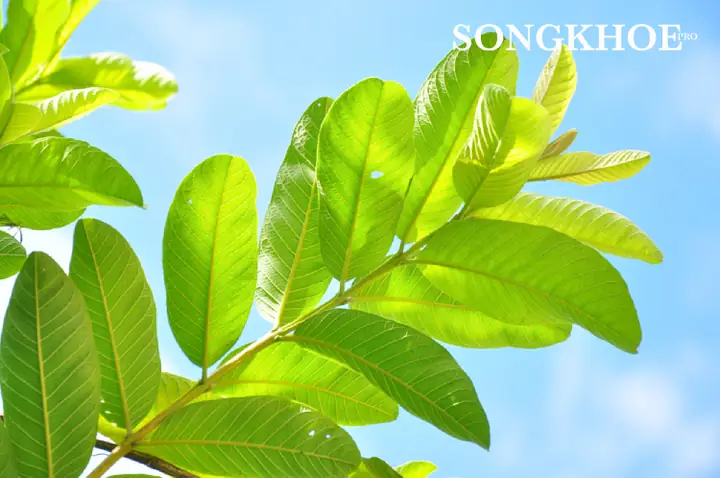 cách nấu nước lá ổi giảm cân cách nấu nước lá ổi giảm cân