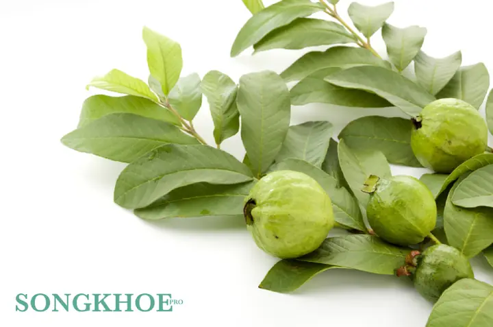 cách nấu nước lá ổi giảm cân cách nấu nước lá ổi giảm cân