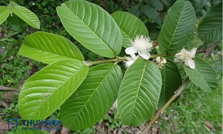 Công thức nấu nước lá ổi trị hôi miệng đơn giản và hiệu quả Công thức nấu nước lá ổi trị hôi miệng đơn giản và hiệu quả