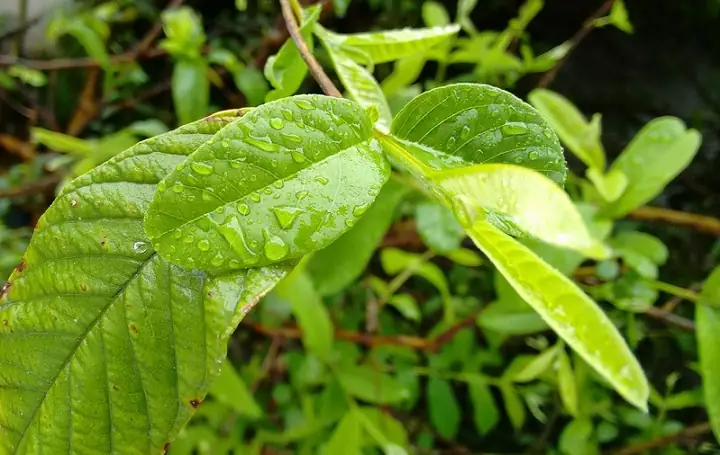 Cách Nấu Nước Lá Ổi Trị Hôi Nách Hiệu Quả Tại Nhà