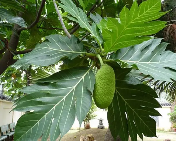 Cách nấu nước lá sake: Hướng dẫn chi tiết và những lưu ý quan trọng