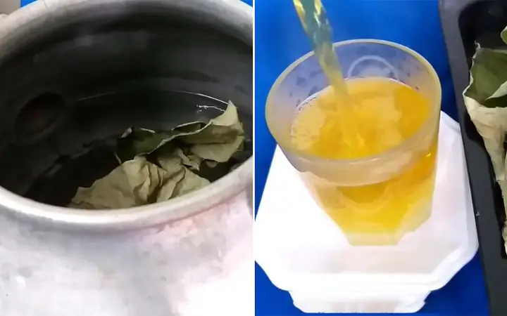 Cách Nấu Nước Lá Sen Khô Thanh Nhiệt Tại Nhà Chuẩn Vị Nhất
