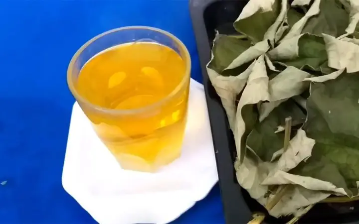 Cách Nấu Nước Lá Sen Khô Thanh Nhiệt Tại Nhà Chuẩn Vị Nhất