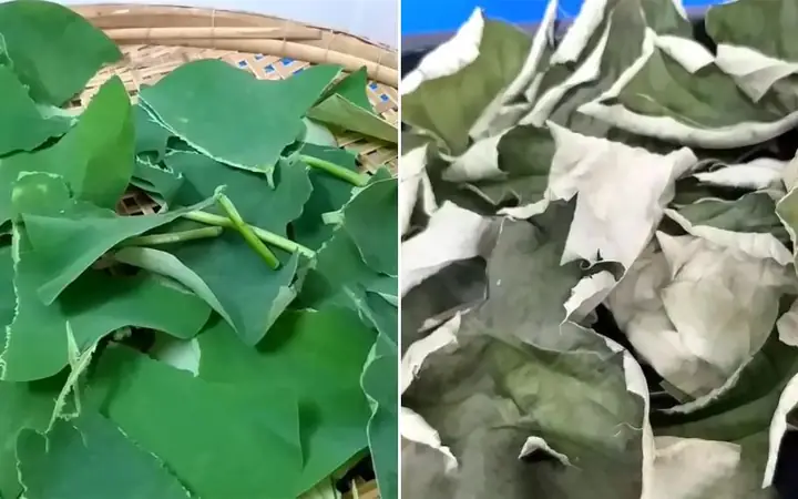 Cách Nấu Nước Lá Sen Khô Thanh Nhiệt Tại Nhà Chuẩn Vị Nhất