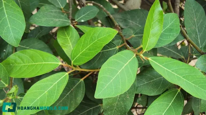 Cách Nấu Nước Lá Sung: Hướng Dẫn Chi Tiết và Những Lưu Ý Quan Trọng